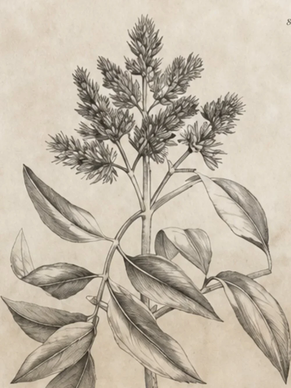Vintage Framed Fraxinus Ornus Botanical Sepia Print Medical Botany Art